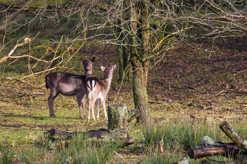 deer in the woods