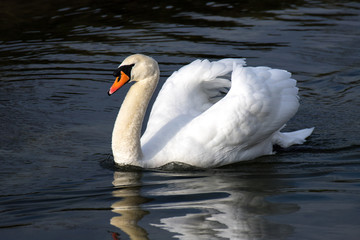 Obraz premium swan too