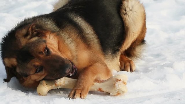 Dog gnawing bone
