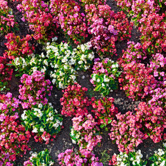 Multicolored fresh flowers on flowerbed. Floral background.