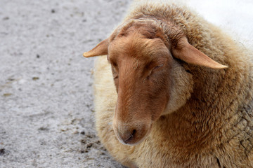 Fototapeta premium Coburger Fuchsschaf (also known as Coburg Fox Sheep) is a breed of domestic sheep from Germany.