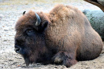 American bison (Bison bison), also commonly known as the American buffalo or simply buffalo.