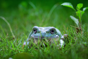 Dumpy frog on garden, tree frog