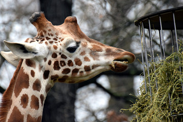 Close up of giraffe eating at the zoo.