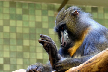 Mandrill (Mandrillus sphinx)