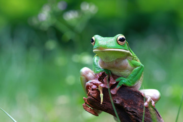 White lipped tree frog, tree frog in reflection