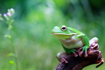 White lipped tree frog, tree frog in reflection