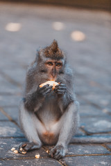 Monkey eating banana