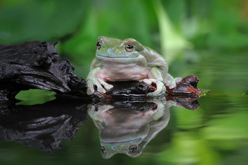 Dumpy frog in reflection, tree frog