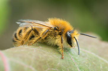 Male pantaloon bee, Dasypoda hirtipes on leaf