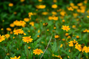Fototapeta premium Campo de flores