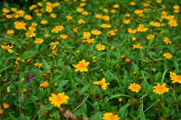 Obraz premium Campo de flores