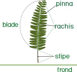 Parts of fern frond with titles