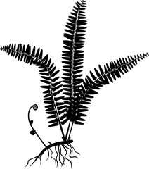 Silhouette of fern with rhizome and roots on white background