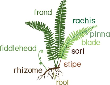 Parts of fern sporophyte with titles
