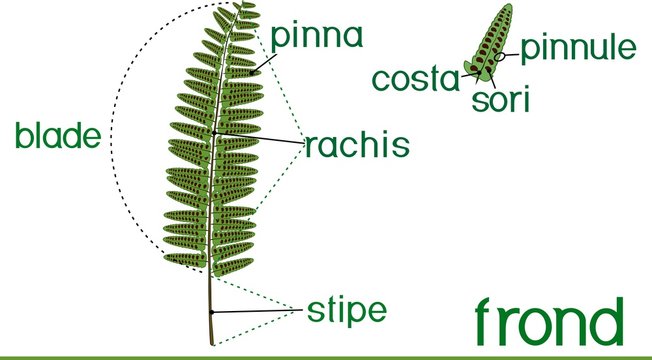 Parts of fern frond with titles