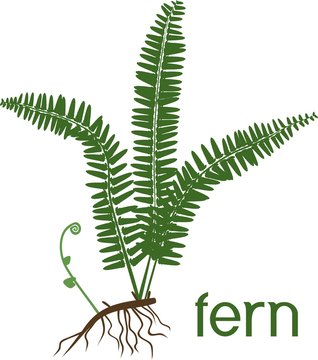 Silhouette of green fern with rhizome, roots and title on white background