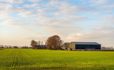 Rural landscape with a recently sown crop