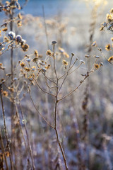 frozen plants in meadow with backlight in wintertime