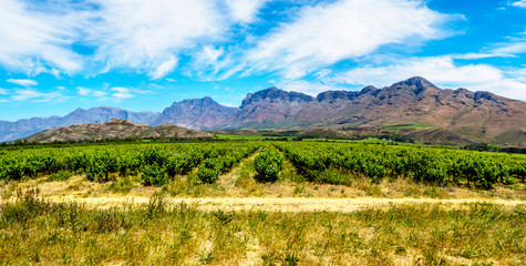 Fototapeta na wymiar Panorama of Vineyards and surrounding Mountains in spring in the Boland Wine Region of the Western Cape in South Africa