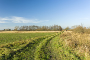 Long road through fields and meadows, leafless trees and blue sky