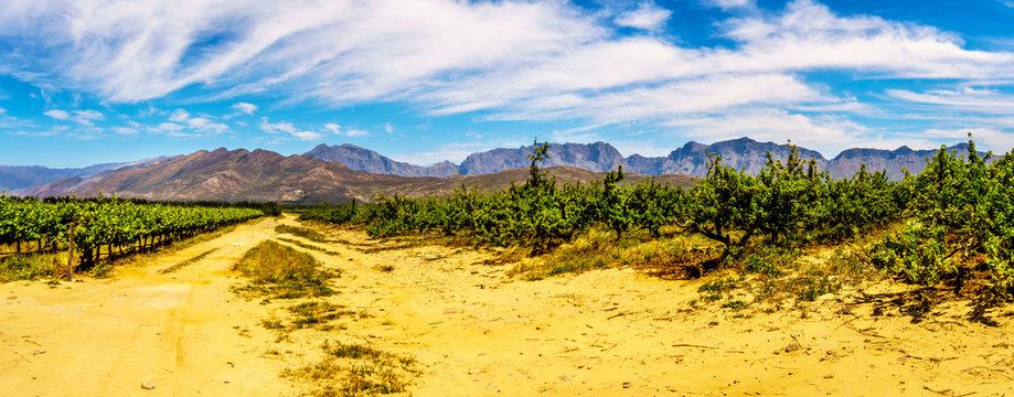 Panorama of Vineyards and surrounding Mountains in spring in the Boland Wine Region of the Western Cape in South Africa