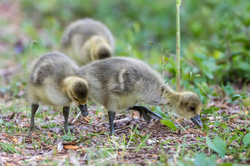 Flausch
