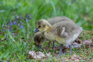 Flausch