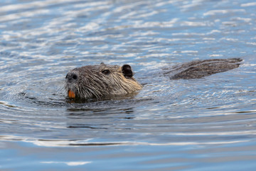 Schwimmendes Nutria