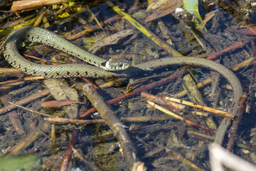 Ringelnatter am Ufer