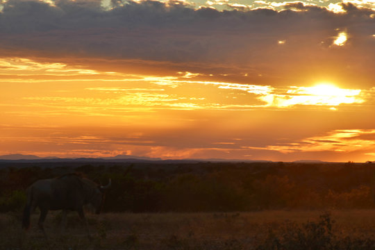 Wildebeest at Sunset