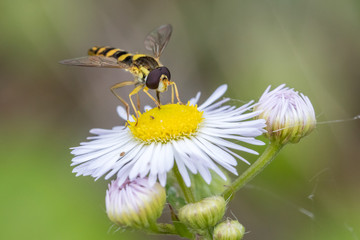 Stiftschwebfliege