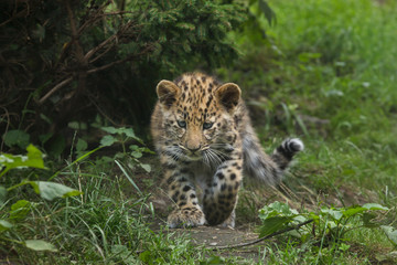 Naklejka na ściany i meble Amur leopard (Panthera pardus orientalis)