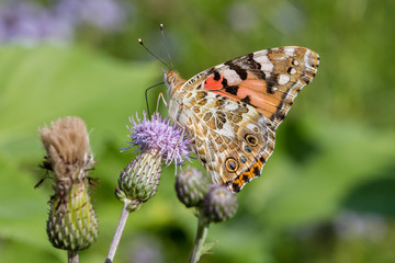 Distelfalter auf Distel