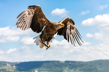 Seeadler im Anflug