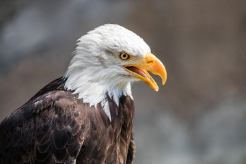 Seeadler Portrait