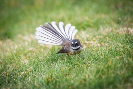 Fantail Piwakawaka Bird New Zealand