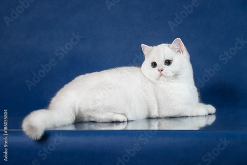 Chocolate British Shorthair On Beige Studio Background Stock