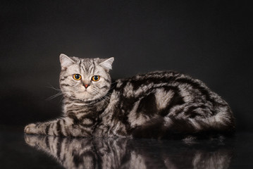 Obraz premium British tabby shorthair young cat with yellow eyes, britain kitten on black background