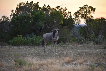 Wildebeest at Sunset