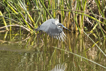 Tricolored heron flying low over water in a Florida swamp.