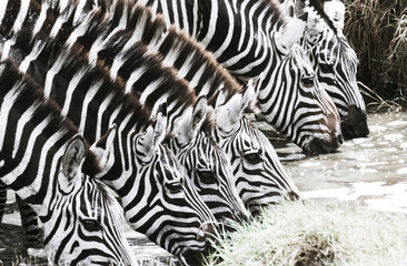 Fototapeta na wymiar Zebra at the waterhole