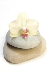 Fototapeta na wymiar Orchid on stack of pebbles isolated on white 