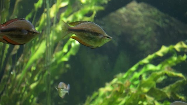 a school of colorful australian rainbowfish in a planted aquarium
