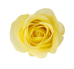 Macro of Perfect Yellow Rose Flow