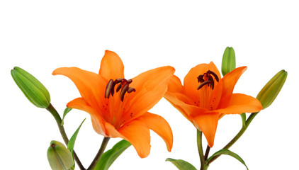 Fototapeta na wymiar Two orange lillies on a white background