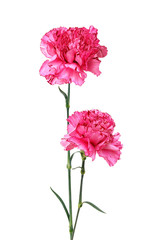A long pink carnations