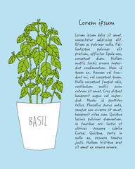 Bazylia basil © ZYTA.eM