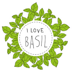 Fototapeta na wymiar Bazylia basil