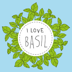 Bazylia basil © ZYTA.eM